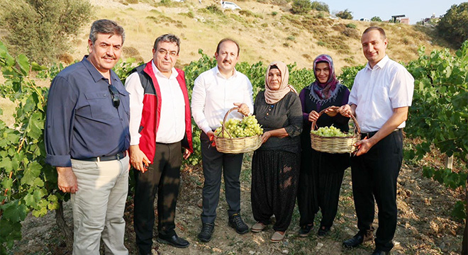 Vali Pehlivan üzüm hasadına katıldı